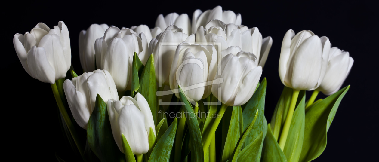 Bild-Nr.: 10012475 Tulpen erstellt von RMehlan