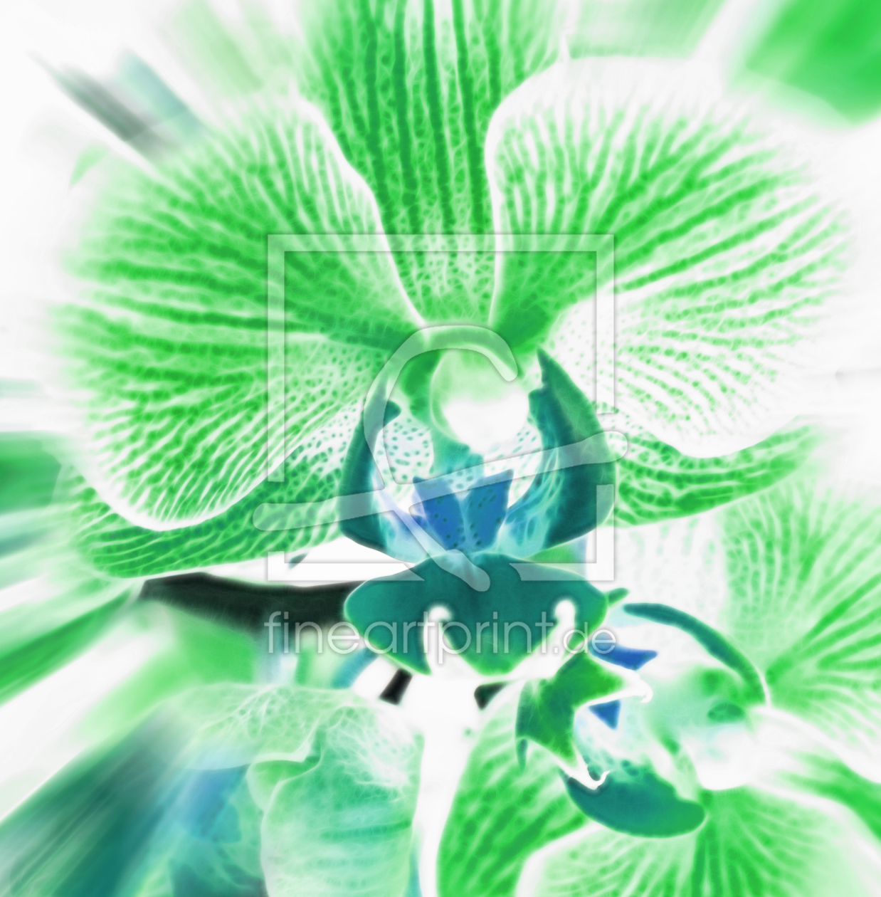 Bild-Nr.: 10013055 ORCHIDEE Bild-Nr.: 10013055 ORCHIDEE erstellt von Nettesart