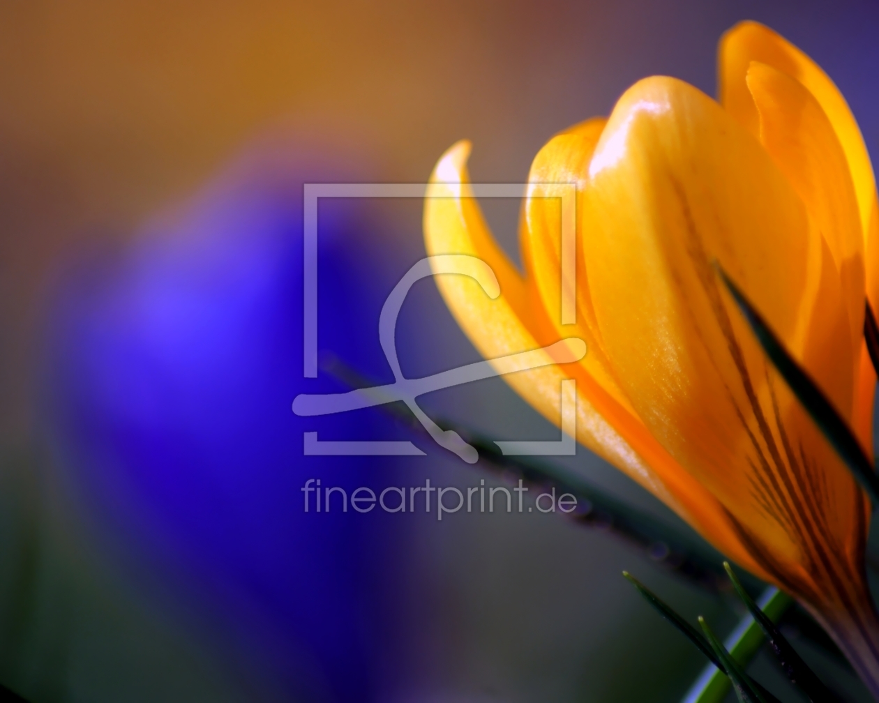 Bild-Nr.: 10014533 Yellow-Blue Bild-Nr.: 10014533 Yellow-Blue erstellt von youhaveadream
