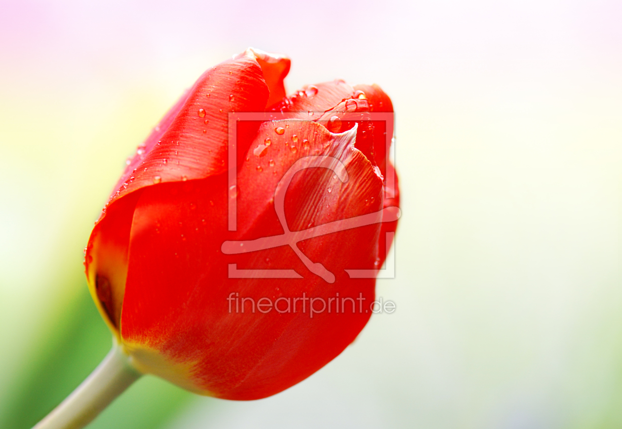 Bild-Nr.: 10014561 Tulpe erstellt von Atteloi