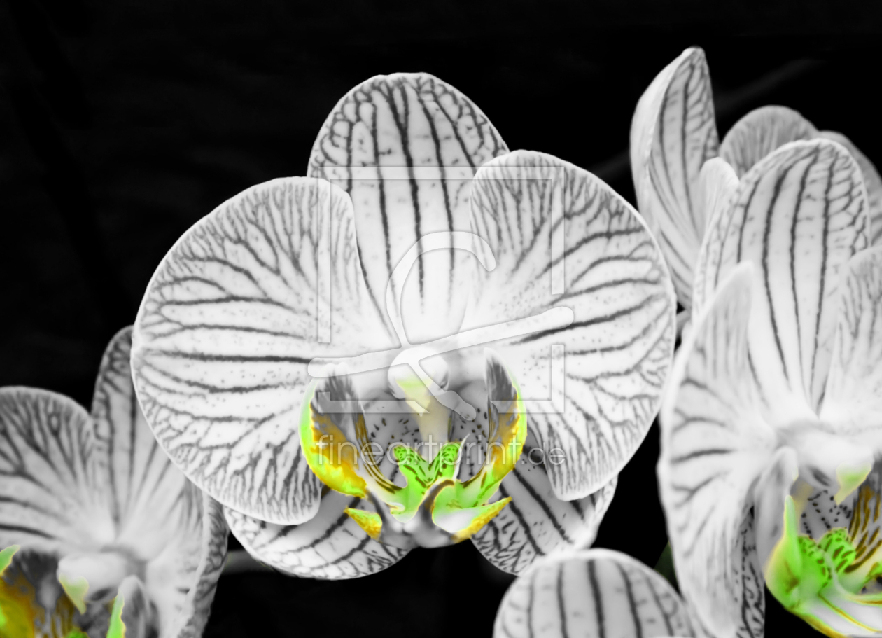 Bild-Nr.: 10015667 ORCHIDEE Bild-Nr.: 10015667 ORCHIDEE erstellt von Nettesart