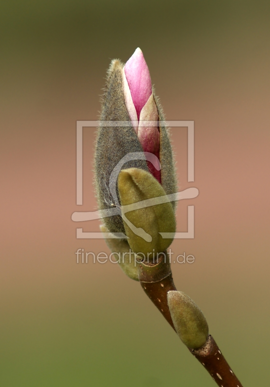 Bild-Nr.: 10015743 Magnolia erstellt von youhaveadream