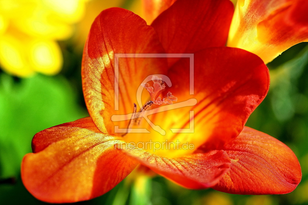 Bild-Nr.: 10016037 Flower Bild-Nr.: 10016037 Flower erstellt von gummistiefel
