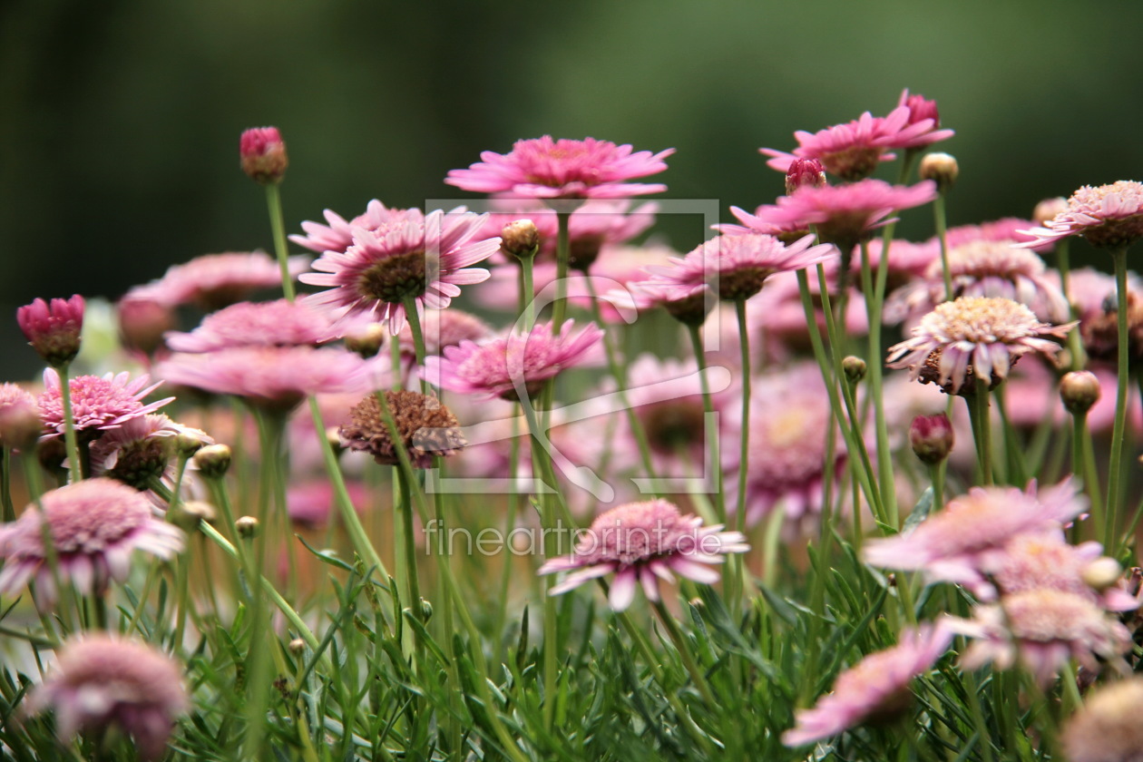 Bild-Nr.: 10016049 Blumenwiese erstellt von gummistiefel