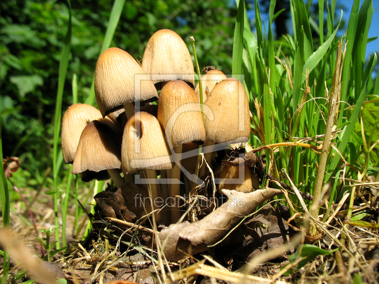 Bild-Nr.: 10016087 Glimmer-Tintlinge - Coprinus micaceus im Gras erstellt von ursand