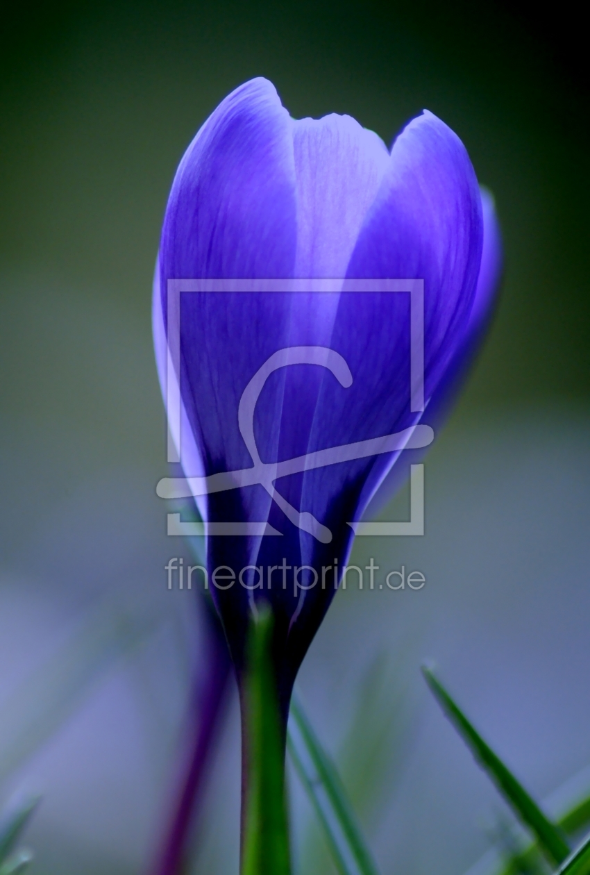 Bild-Nr.: 10016921 Blue Bild-Nr.: 10016921 Blue erstellt von youhaveadream