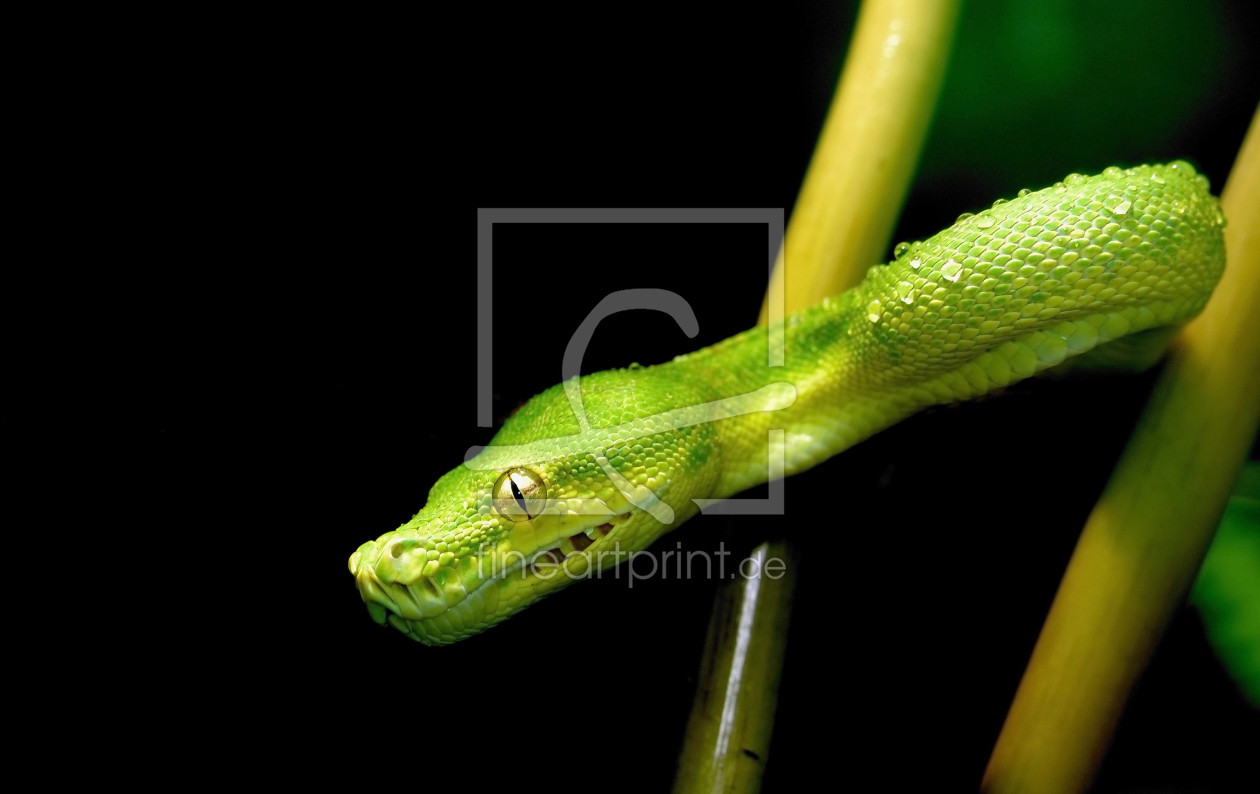 Bild-Nr.: 10017625 green snake erstellt von ASW