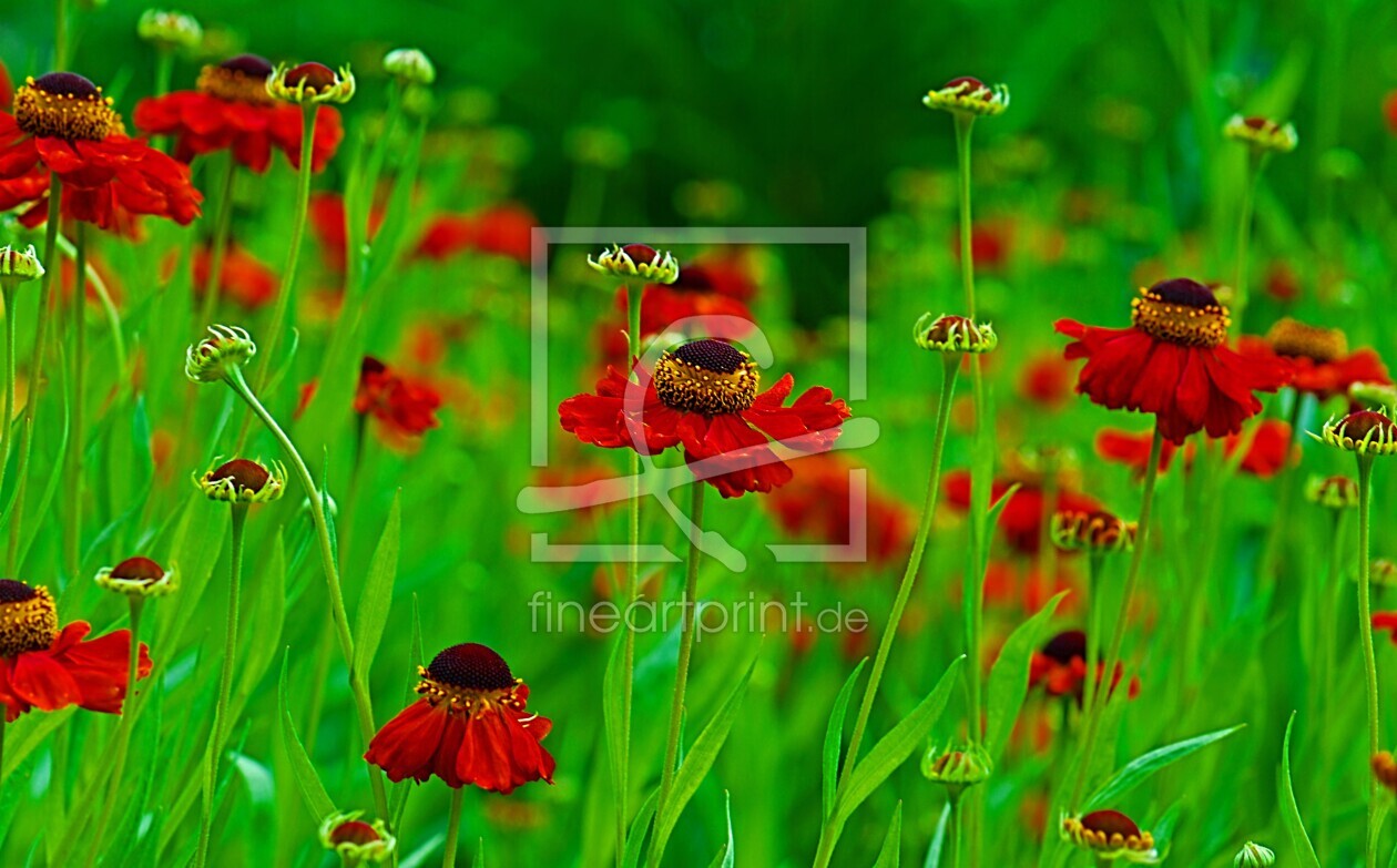 Bild-Nr.: 10017719 Blumenwiese erstellt von Atteloi