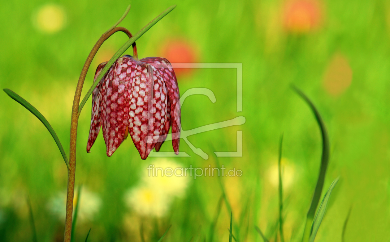 Bild-Nr.: 10018065 Schachbrettblume  erstellt von Atteloi