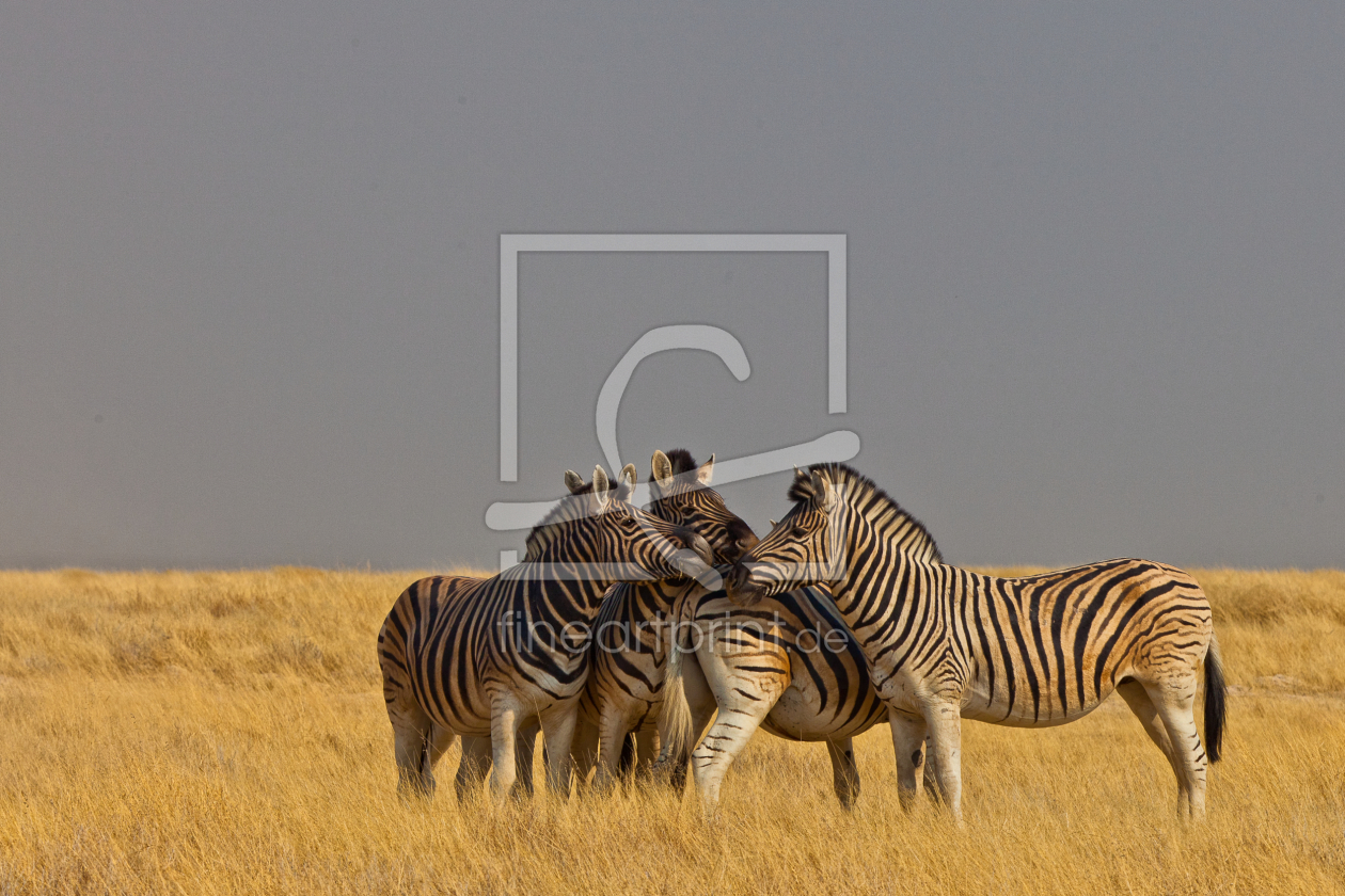 Bild-Nr.: 10018245 Zebragekuschel erstellt von photomapix