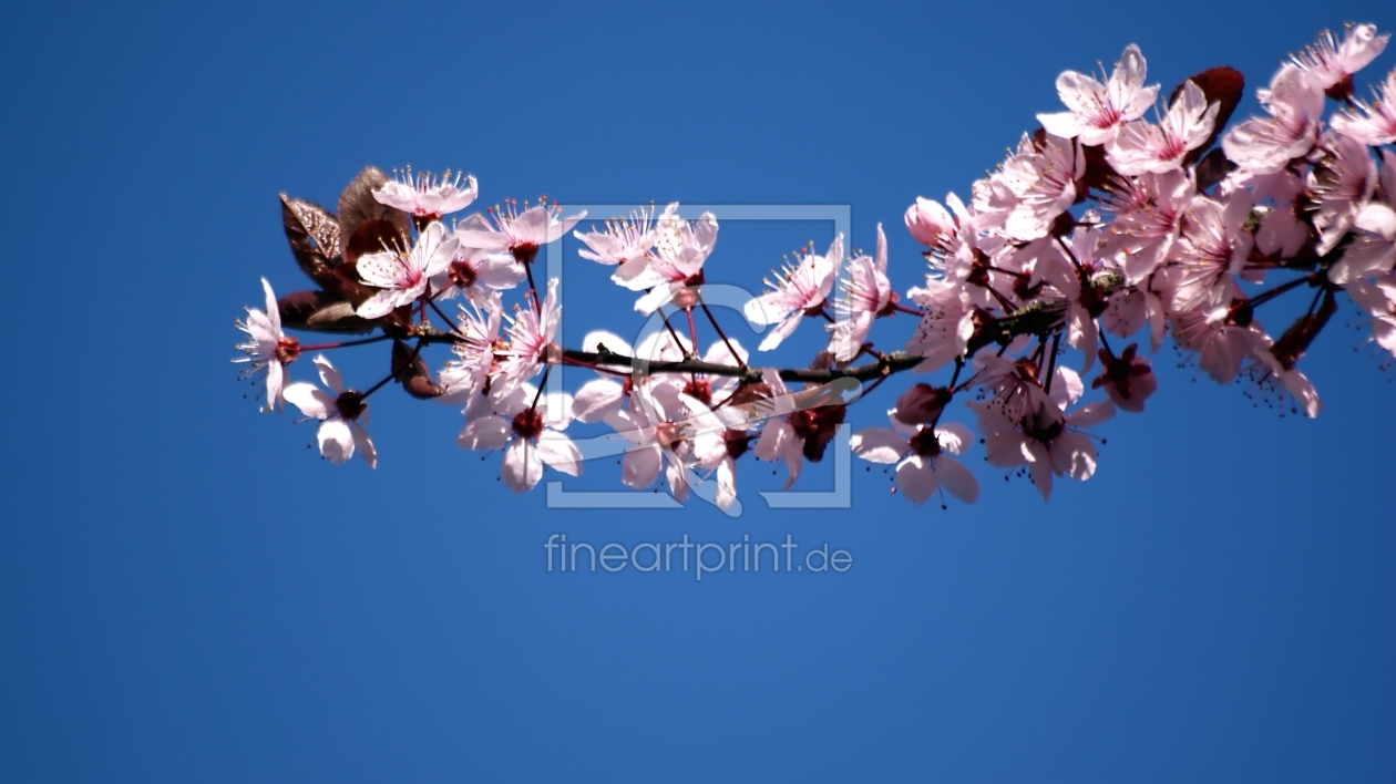 Bild-Nr.: 10019053 Cherry Blossoms erstellt von youhaveadream
