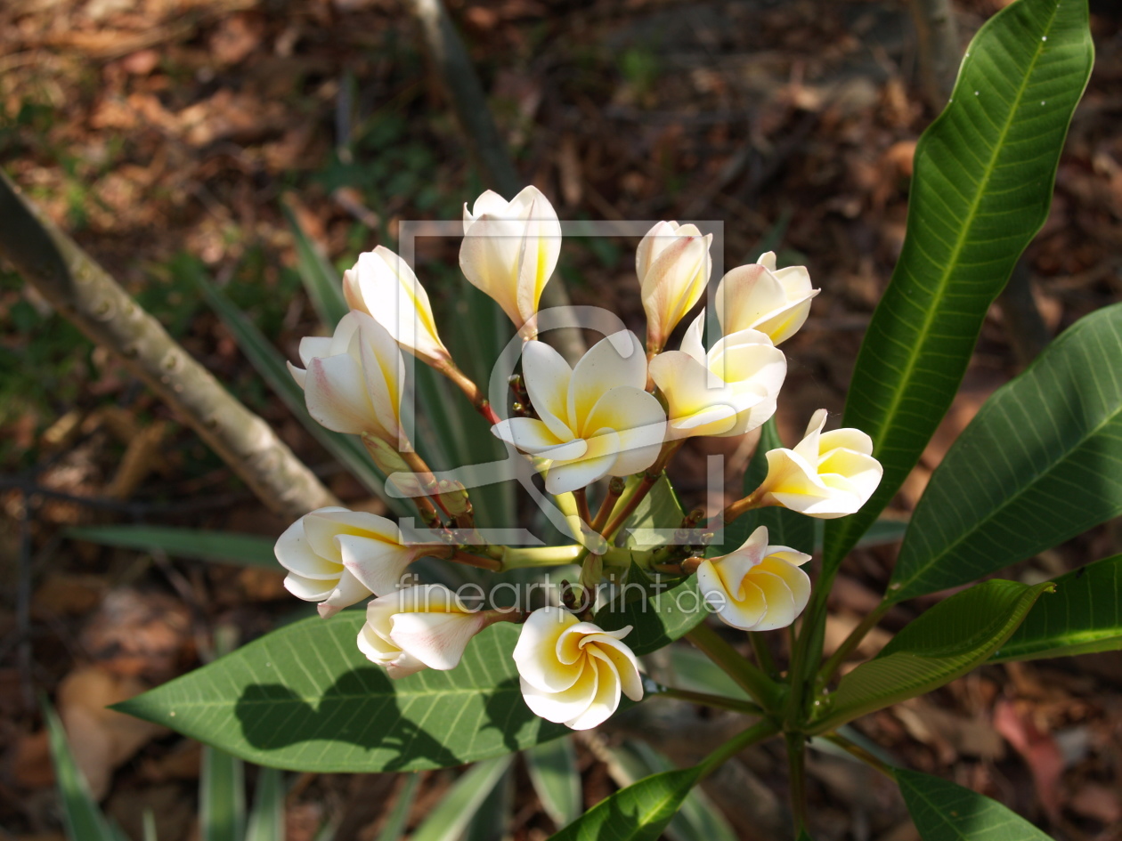 Bild-Nr.: 10019225 Frangipani-Blüte erstellt von HolidayTopArt