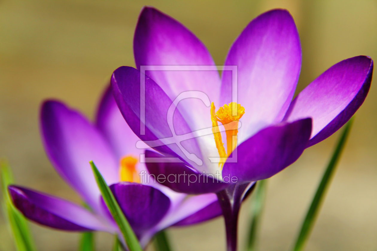 Bild-Nr.: 10020191 Frühling erstellt von birdy