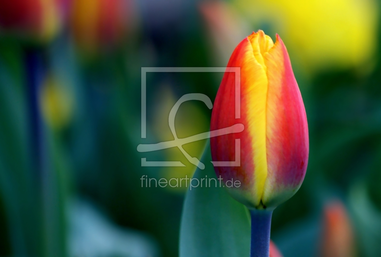 Bild-Nr.: 10020361 Colours of spring erstellt von youhaveadream