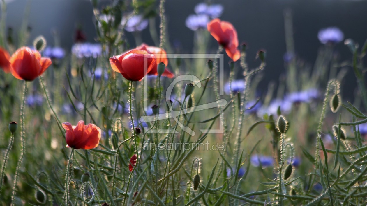 Bild-Nr.: 10020541 Wiesen und Feld erstellt von Renate Knapp