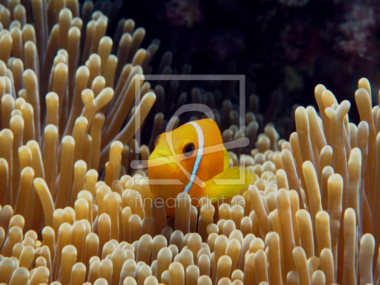 Bild-Nr.: 10020649 Anemonenfisch erstellt von Malediven-Bilder-de