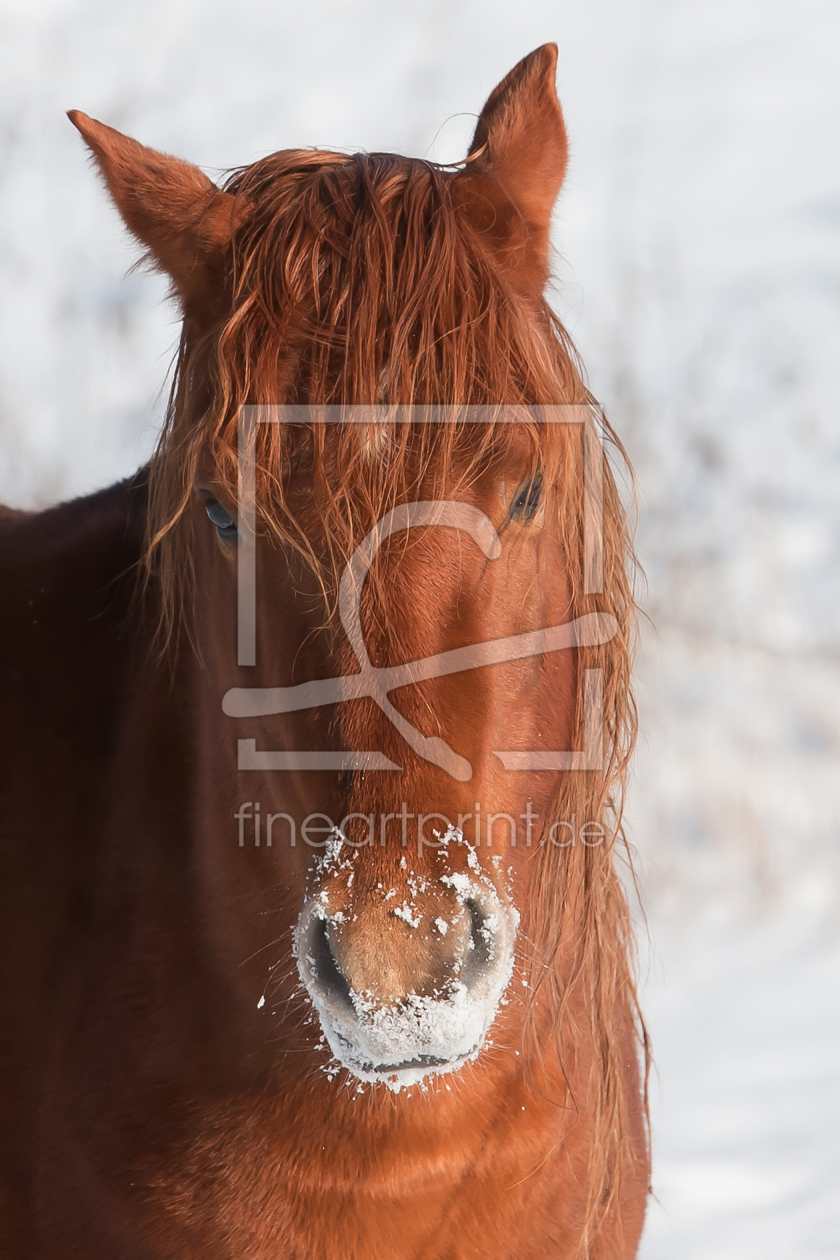 Bild-Nr.: 10021195 Pferd im Schnee erstellt von KoLa