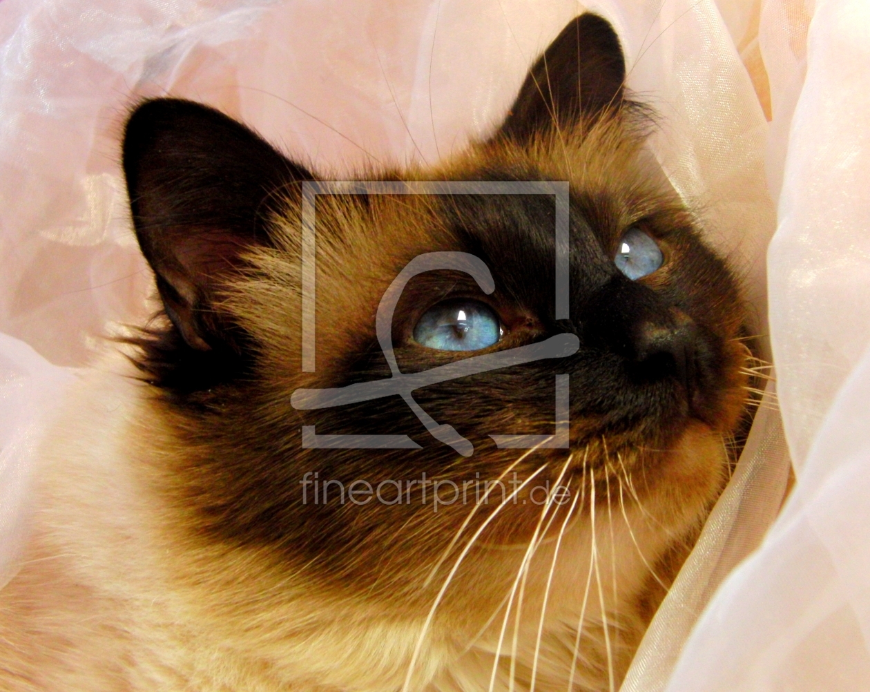 Bild-Nr.: 10021977 Katzen Portrait Bild-Nr.: 10021977 Katzen Portrait erstellt von sandra kramer