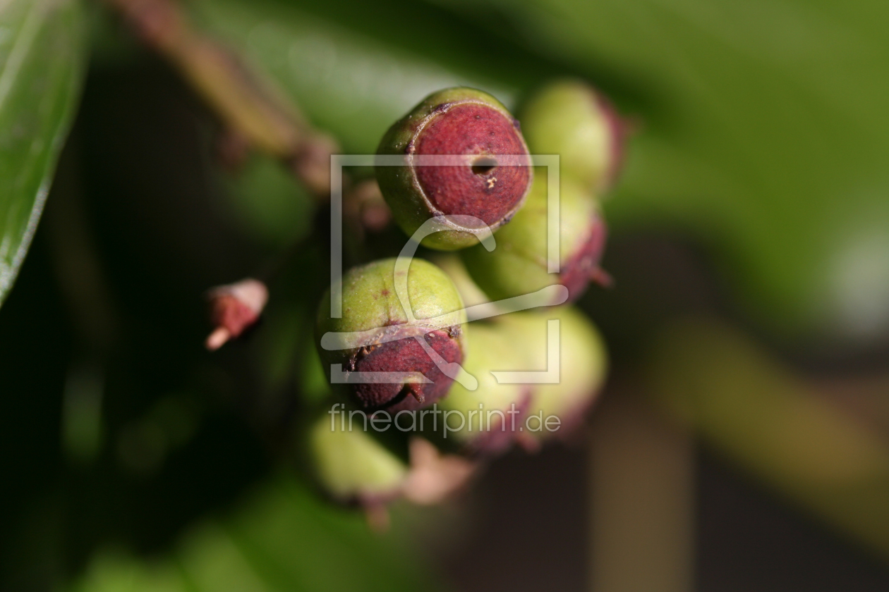 Bild-Nr.: 10022215 Apolls Früchte erstellt von Insomnia