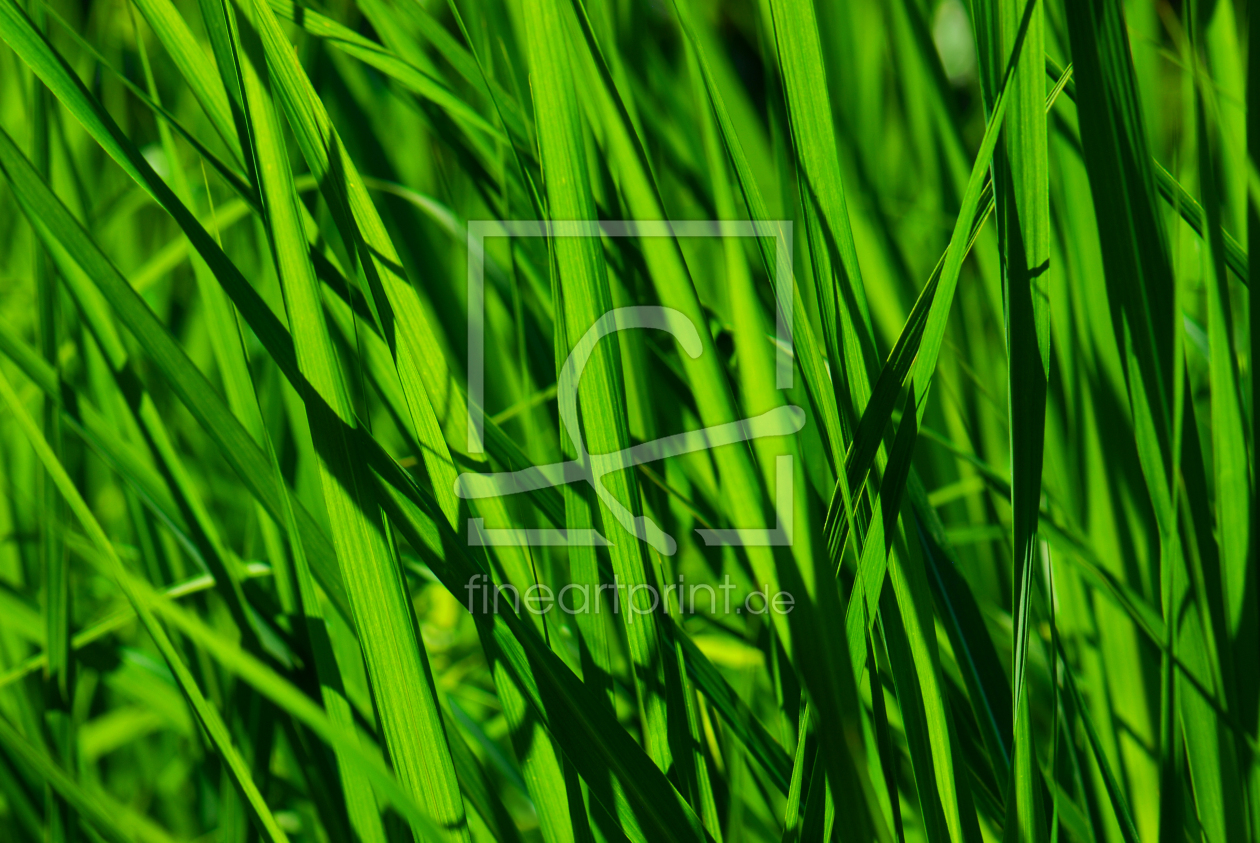 Bild-Nr.: 10023179 Gras erstellt von Atteloi