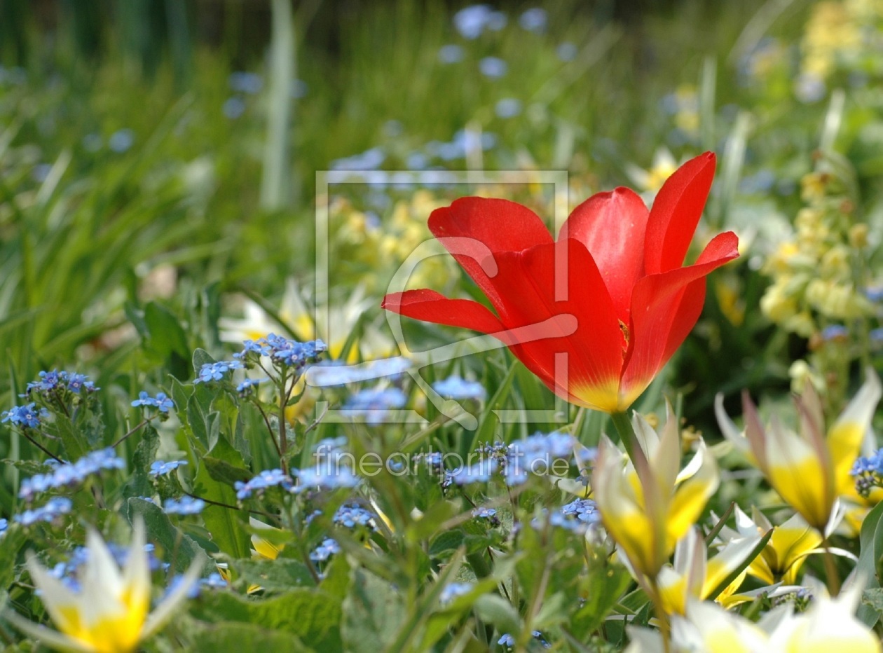 Bild-Nr.: 10023245 Tulpe erstellt von Stupsi