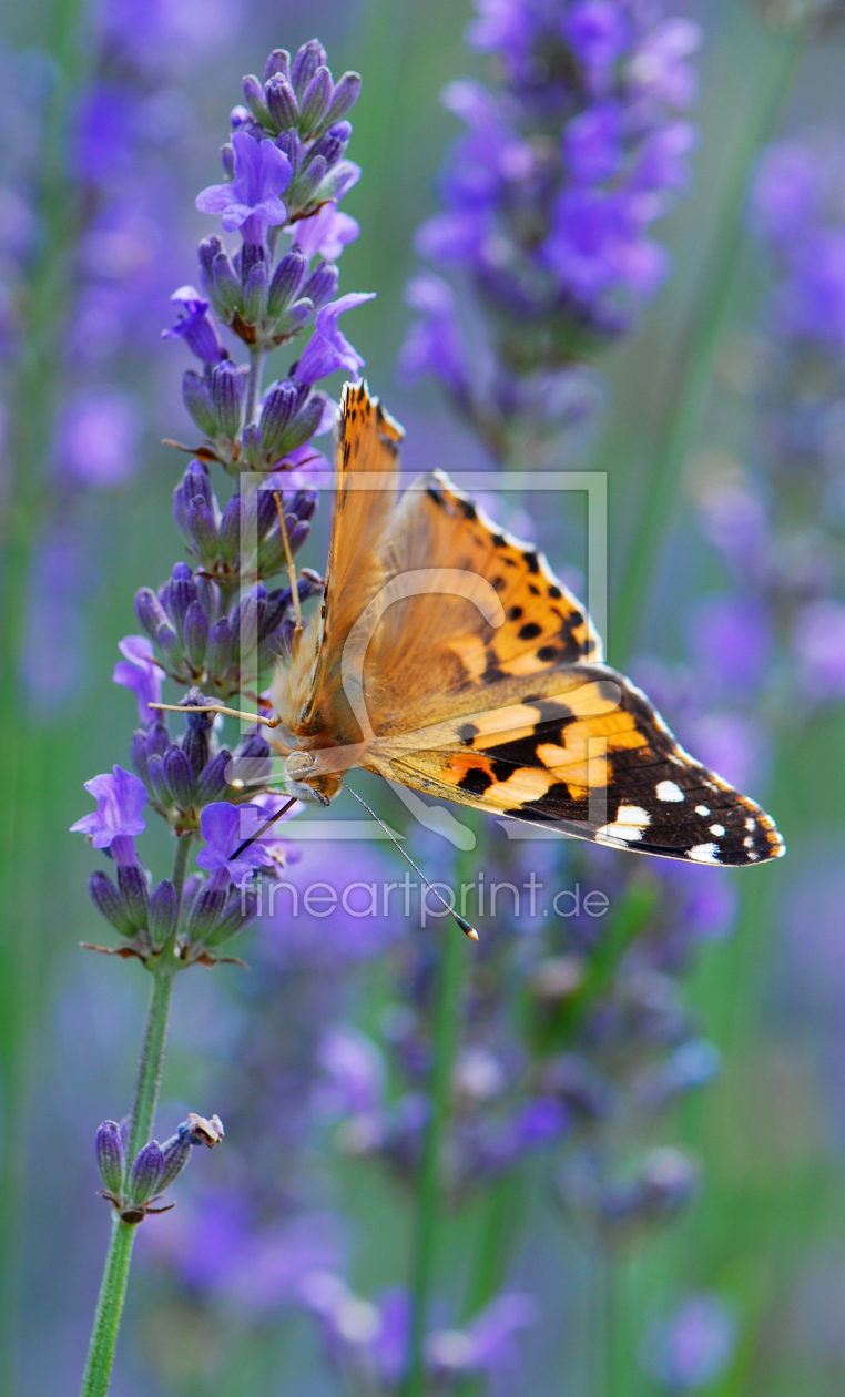 Bild-Nr.: 10023283 Butterfly erstellt von Atteloi