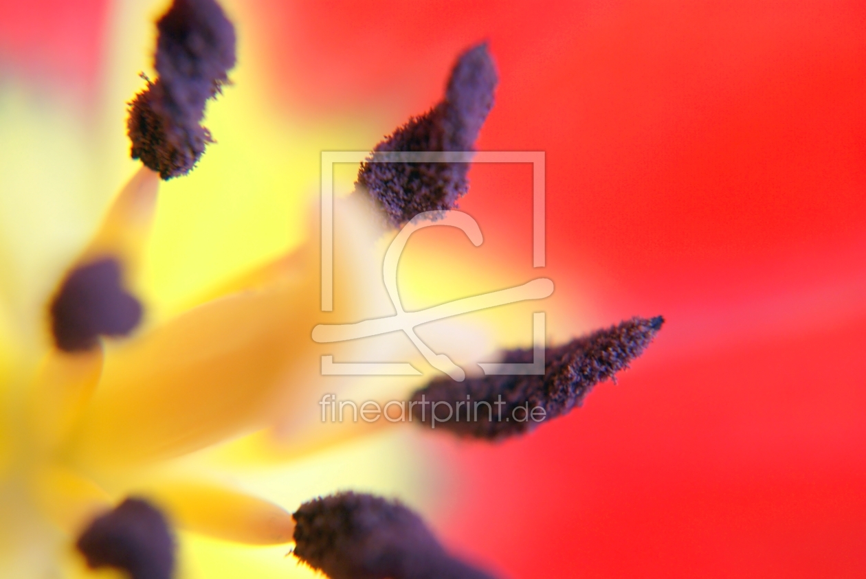 Bild-Nr.: 10023527 Tulip fascination erstellt von youhaveadream