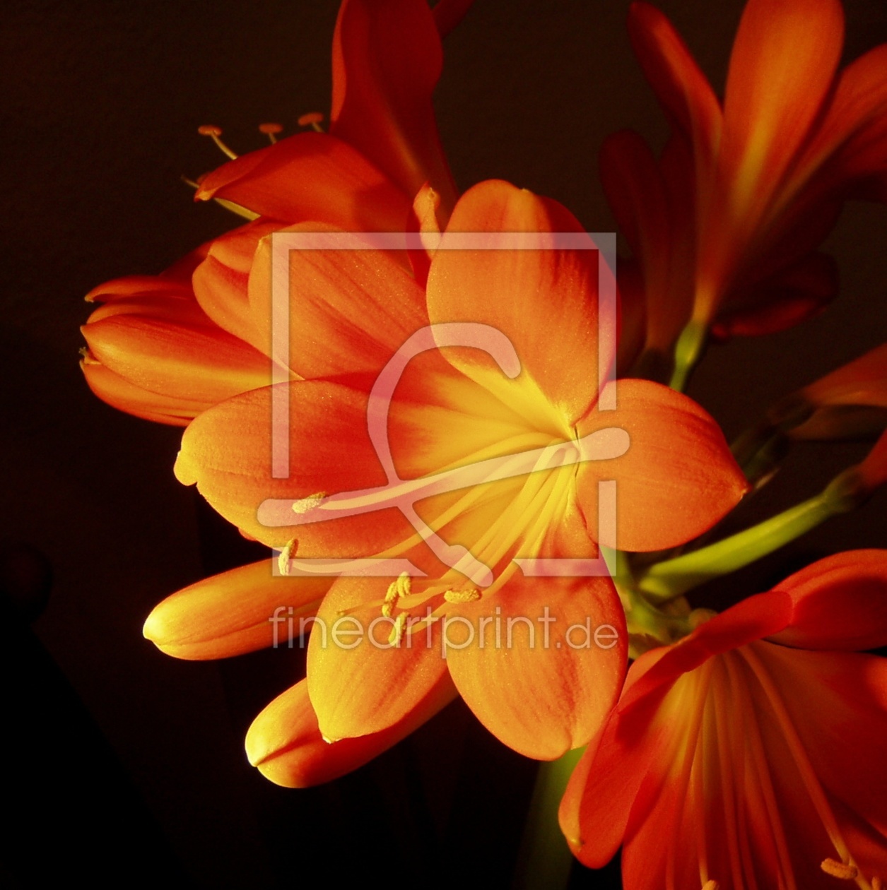 Bild-Nr.: 10024357 _O R A N G E _ II Bild-Nr.: 10024357 _O R A N G E _ II erstellt von Susanne Herppich