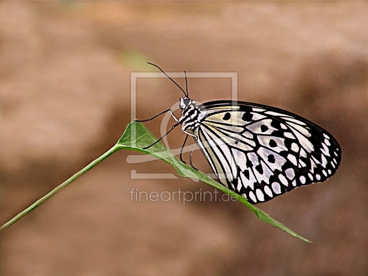 Bild-Nr.: 10024865 Idea leuconoe, Weiße Baumnymphe, erstellt von Renate Knapp