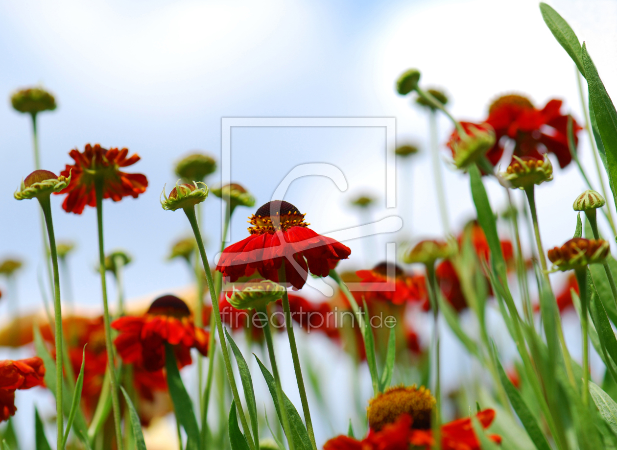 Bild-Nr.: 10024897 Sommerwiese erstellt von Atteloi