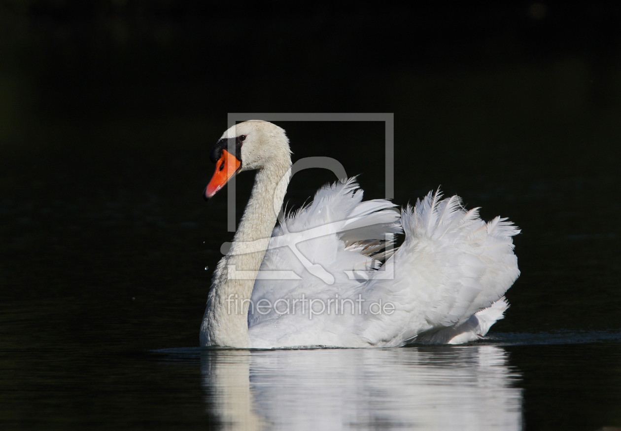 Bild-Nr.: 10025419 stolzer Schwan erstellt von KoLa