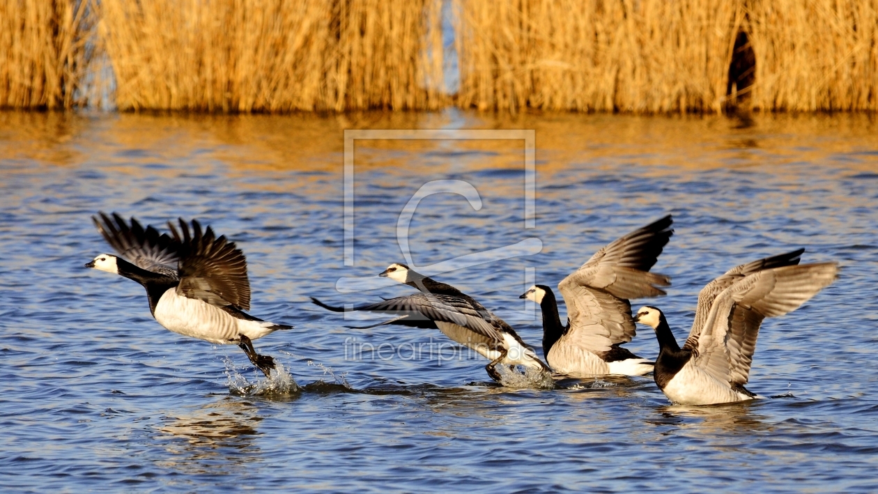 Bild-Nr.: 10025423 Startserie der Gänse erstellt von Ostfriese