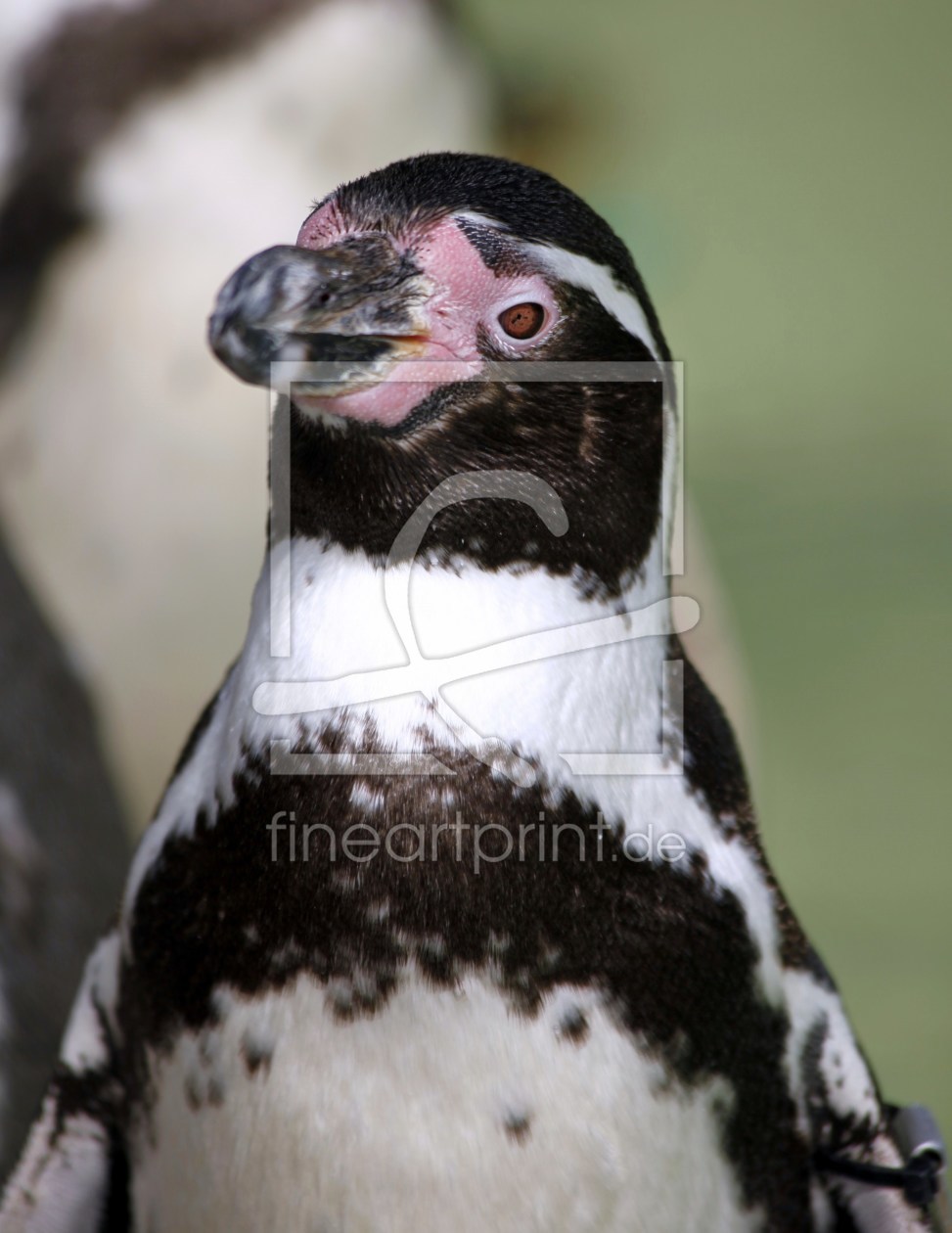 Bild-Nr.: 10025957 Pinguin erstellt von Renate Knapp