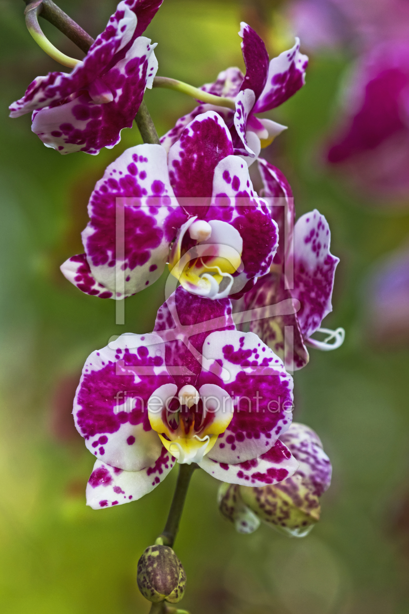 Bild-Nr.: 10027109 Orchidee erstellt von Daniela Beyer