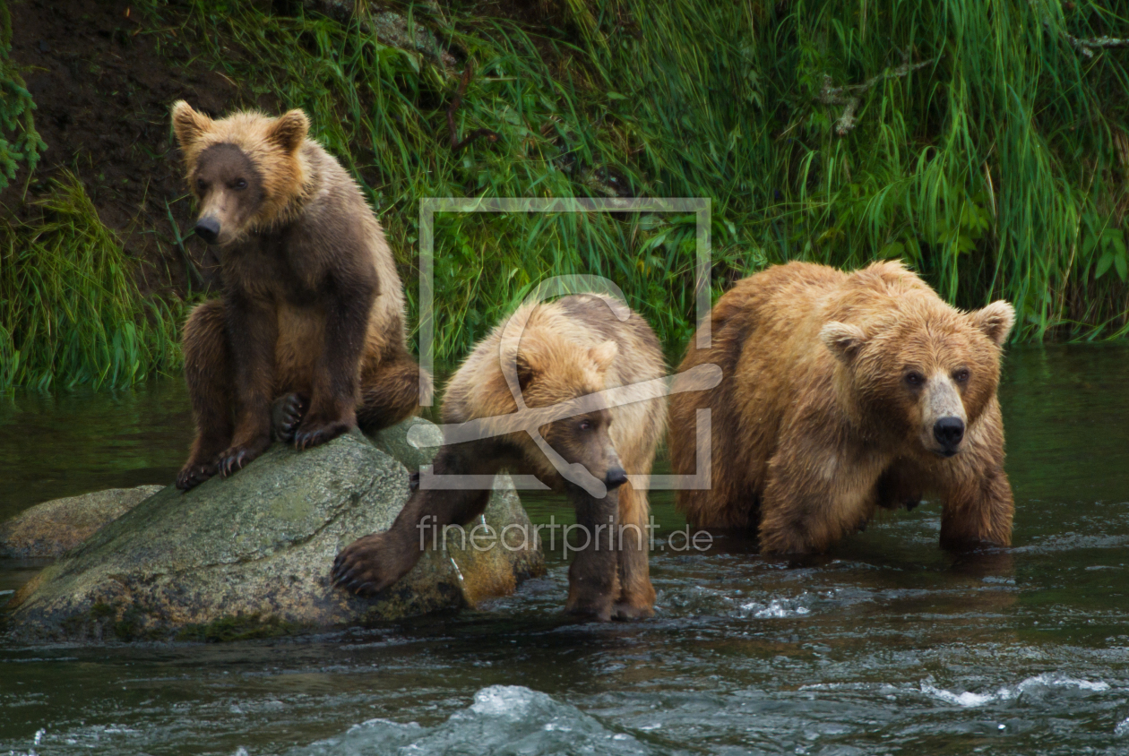 Bild-Nr.: 10027325 Braunbären Familie in Alaska erstellt von MaxSteinwald