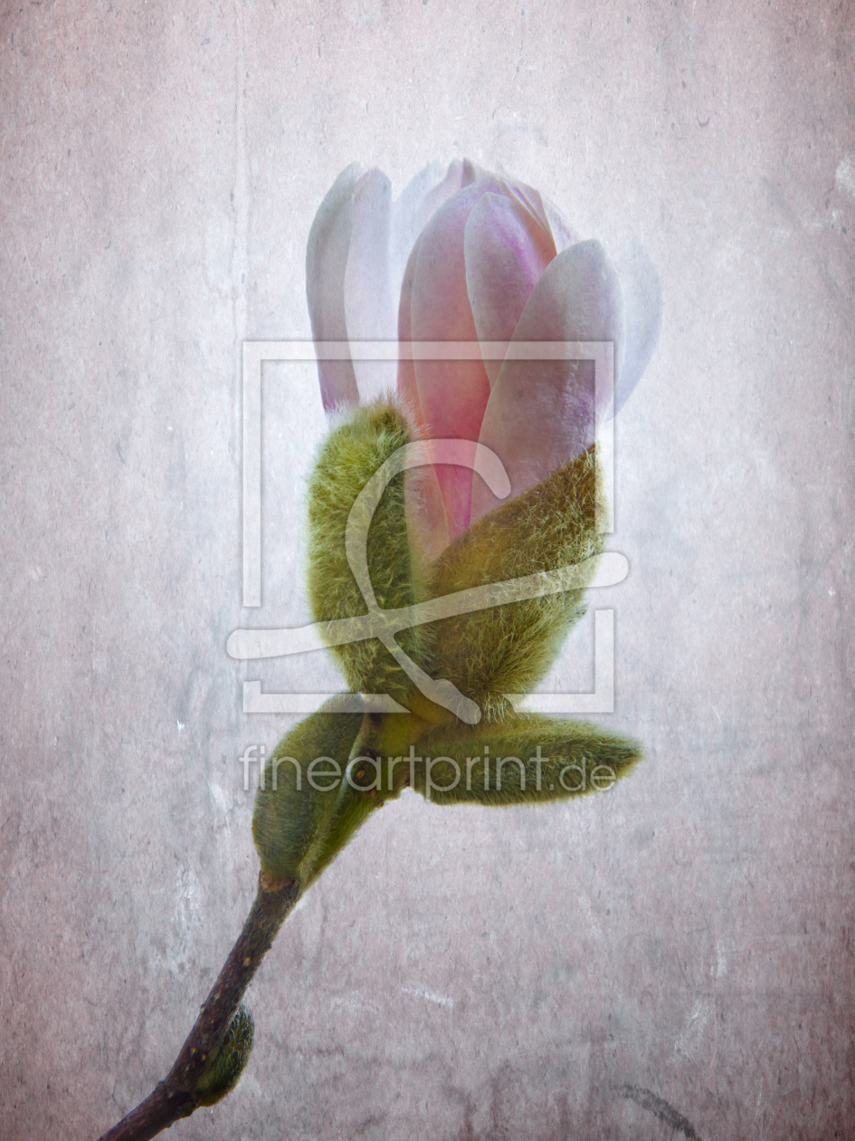 Bild-Nr.: 10027335 Magnolienblüte erstellt von Markus Gann