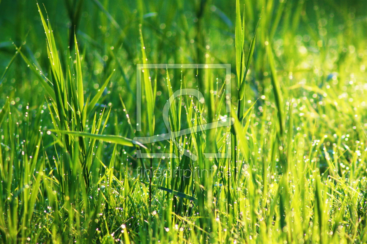 Bild-Nr.: 10027779 Gras im Morgenlicht erstellt von leha