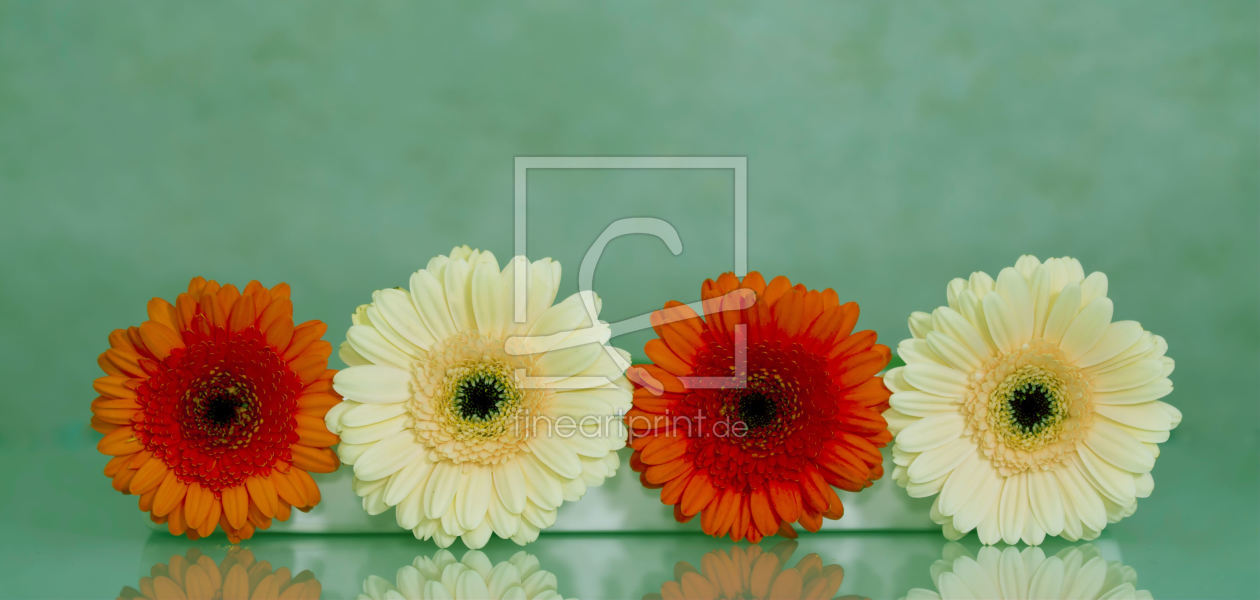 Bild-Nr.: 10028987 Gerbera erstellt von Anja Peschel