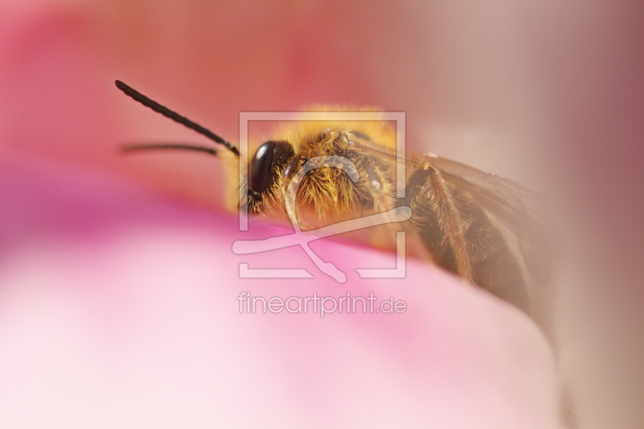 Bild-Nr.: 10029331 Biene erstellt von KlaBor