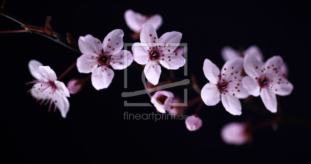Bild-Nr.: 10030013 Kirschblüten erstellt von Renate Knapp