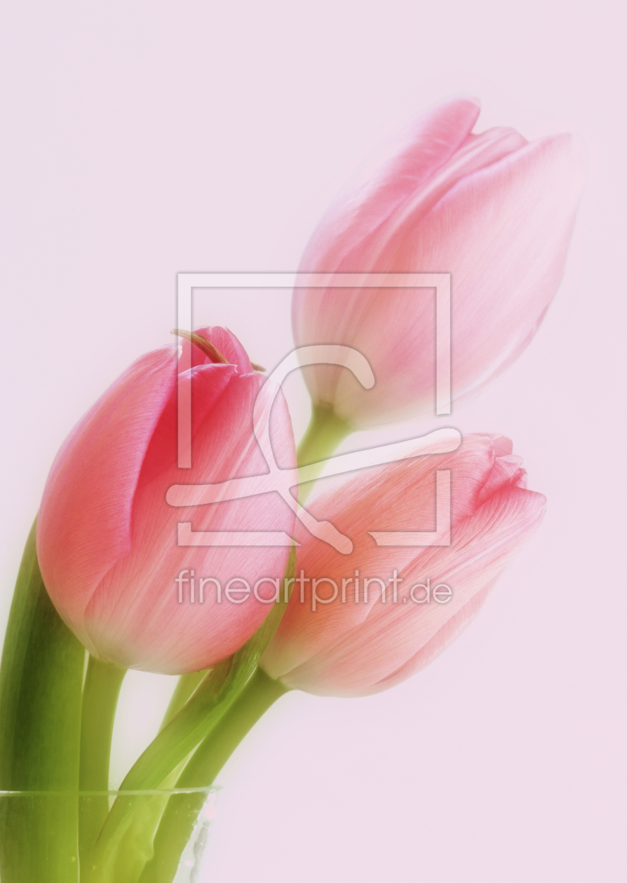Bild-Nr.: 10030961 tulpen in pastell erstellt von Gisela Baiker