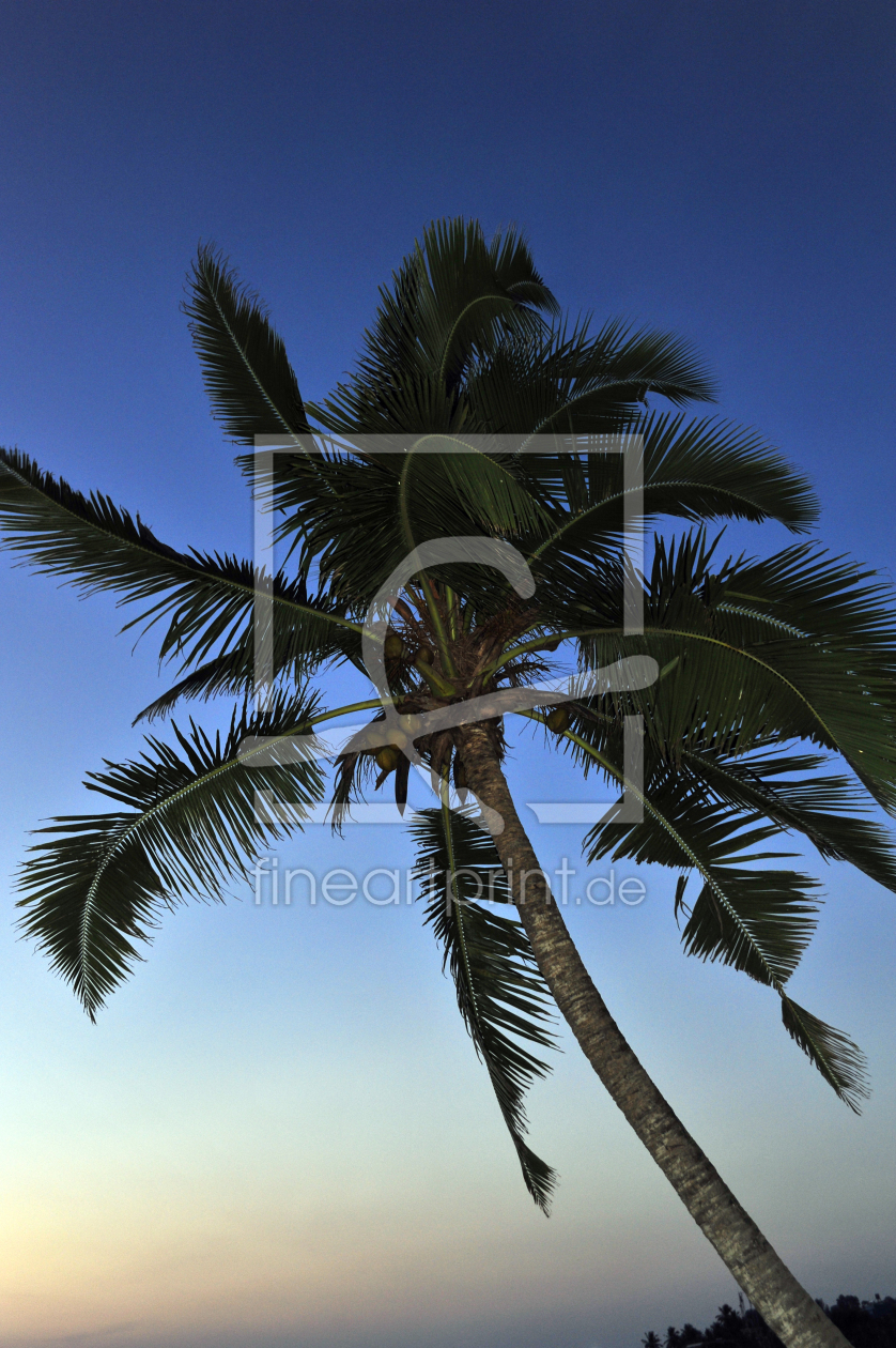 Bild-Nr.: 10031157 palme im abendlicht erstellt von ralf werner froelich