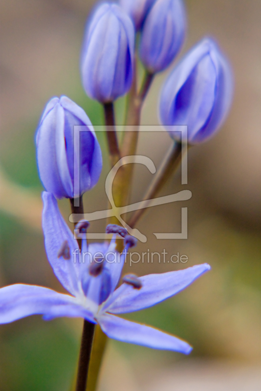 Bild-Nr.: 10032881 Scilla erstellt von Stephanie Stephanie Dannecker