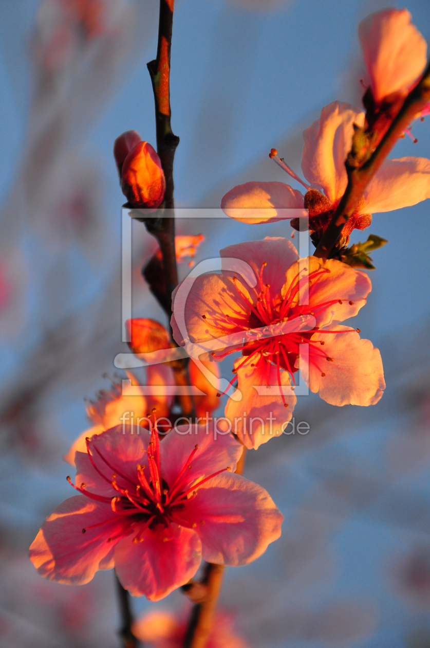 Bild-Nr.: 10033325 Mandelblüte im Taurusgebirge/Türkei erstellt von Almut Rother