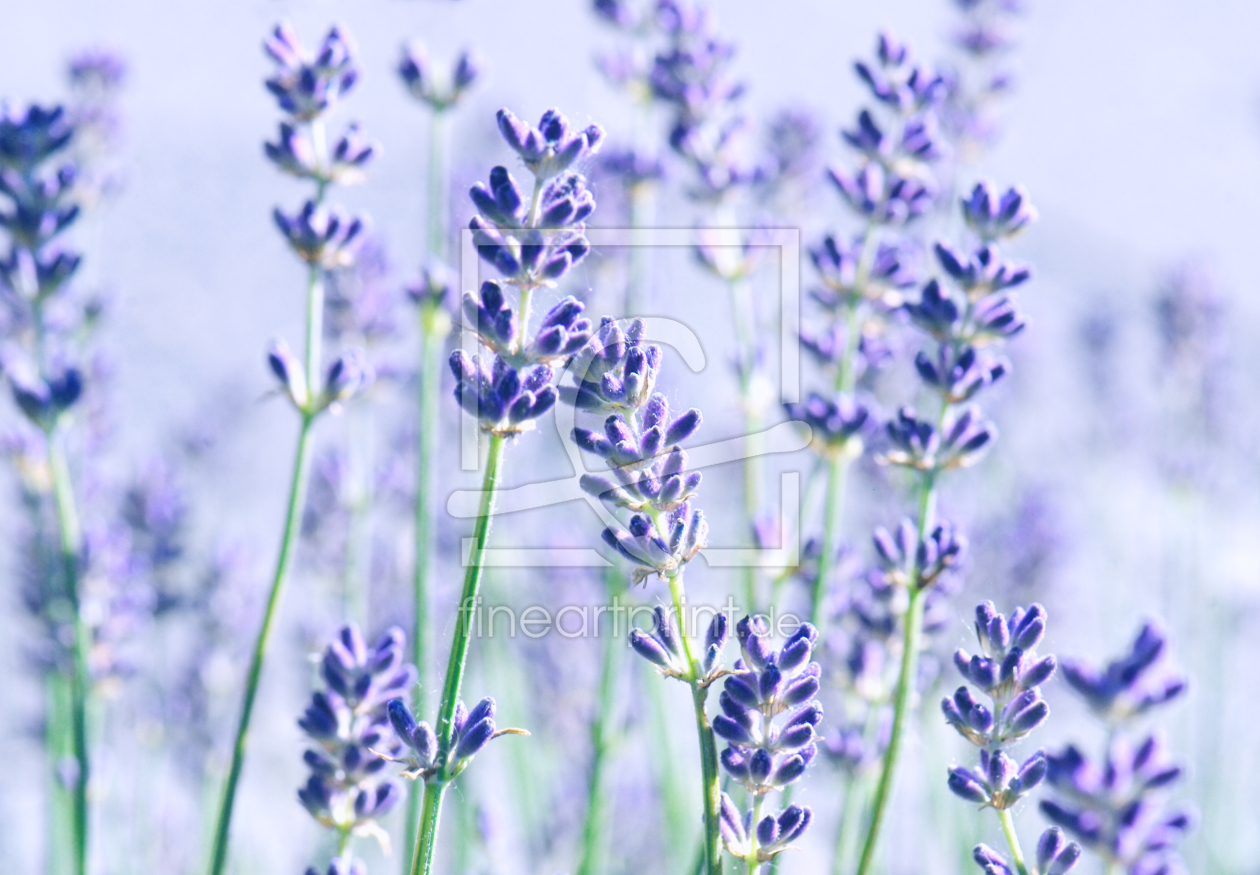 Bild-Nr.: 10033337 Lavendel erstellt von Atteloi