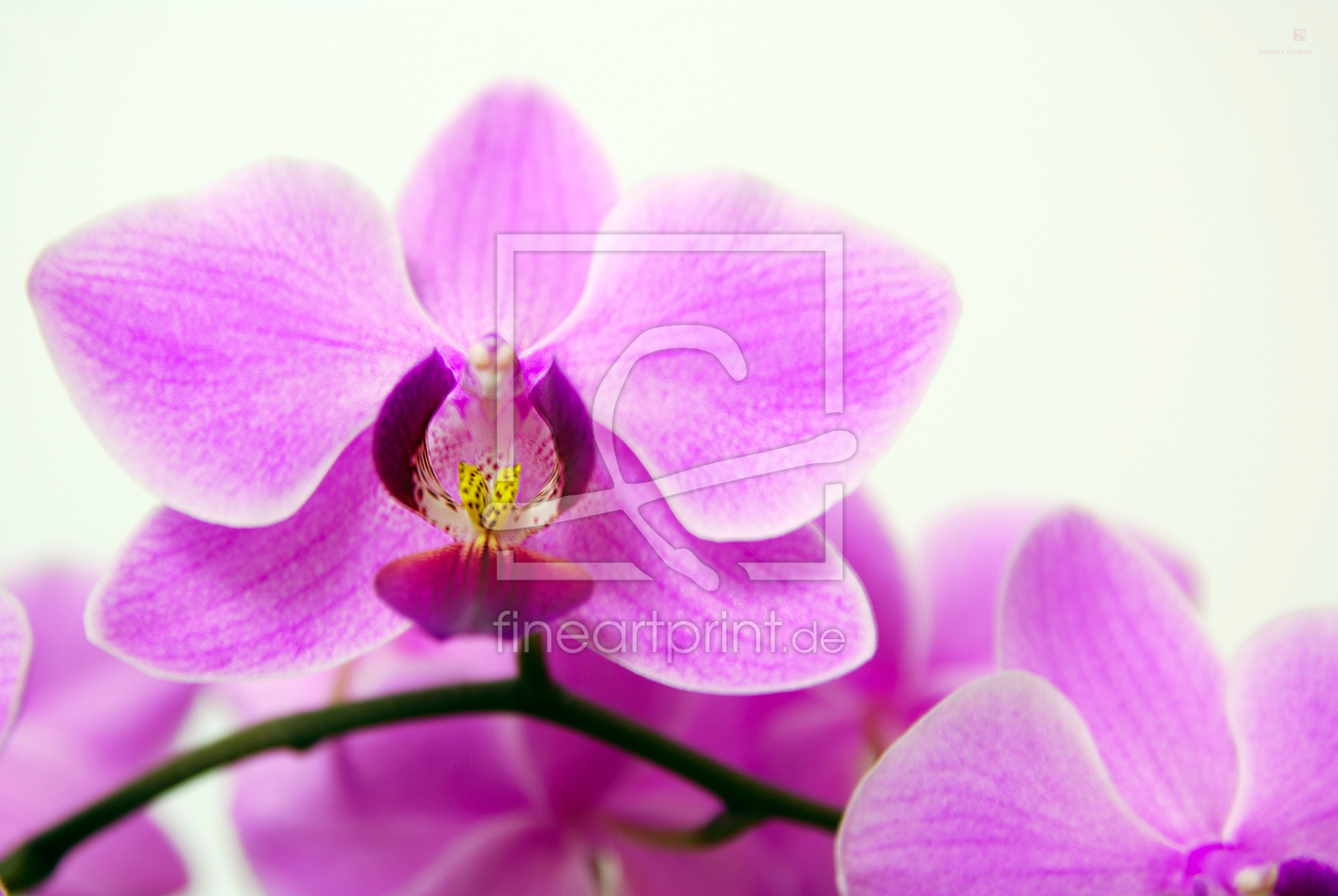 Bild-Nr.: 10034809 Orchidee erstellt von hannes cmarits