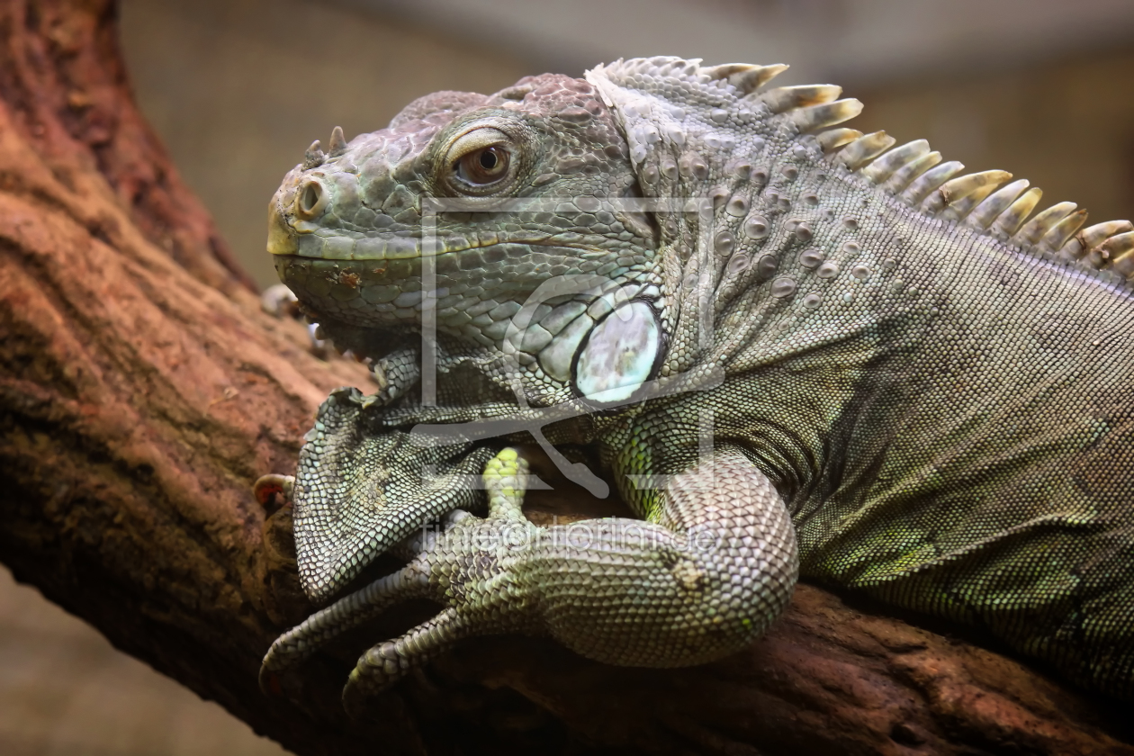 Bild-Nr.: 10036077 Leguan erstellt von FotoDeHRO