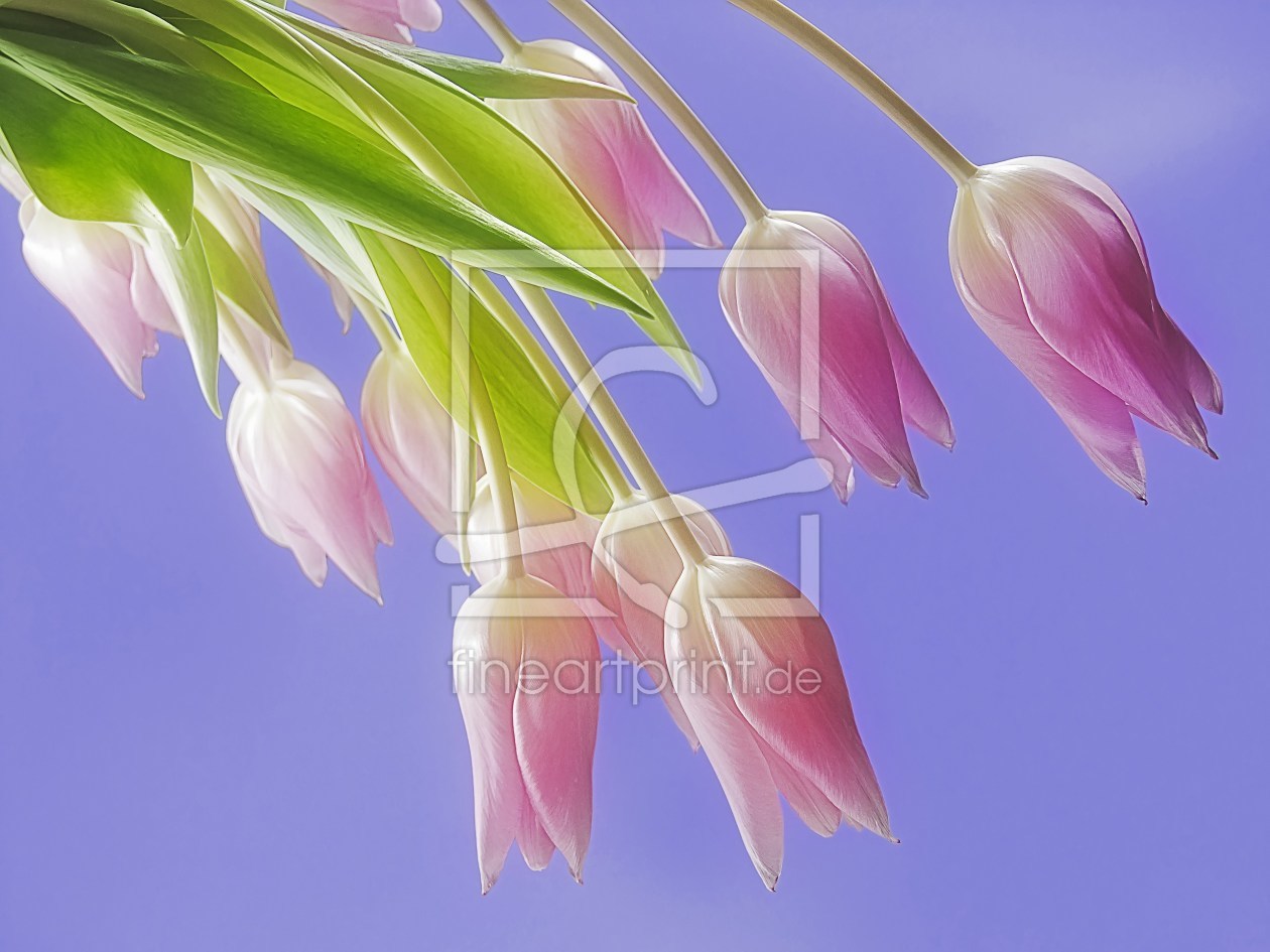 Bild-Nr.: 10037119 tulpen erstellt von Gisela Baiker