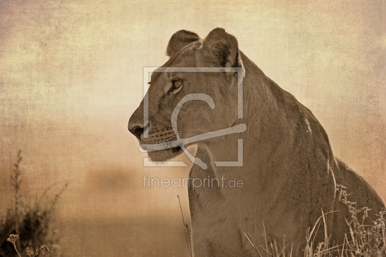 Bild-Nr.: 10037723 Tribute to Lioness Elsa Bild-Nr.: 10037723 Tribute to Lioness Elsa erstellt von Thomas Herzog