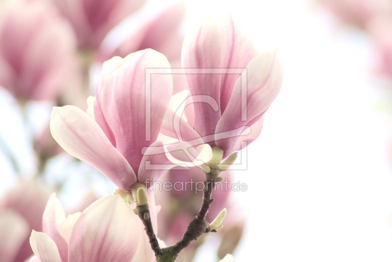 Bild-Nr.: 10037855 Magnolia dreams erstellt von youhaveadream